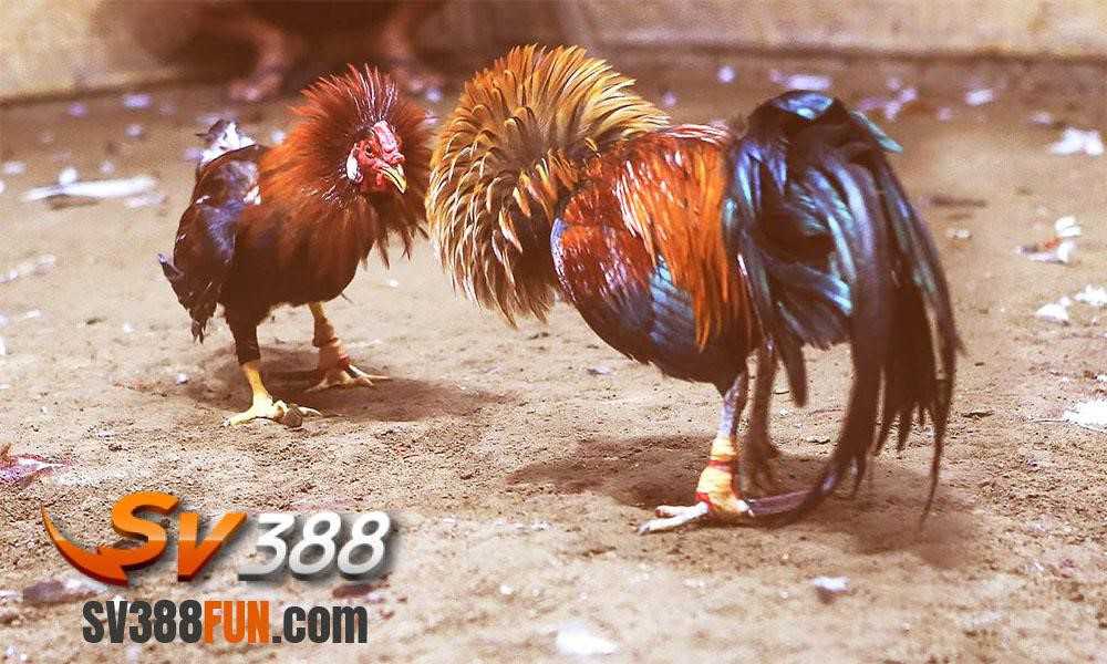 Những điều cần biết khi nạp tiền vào tài khoản game cấp Ffok - Ffok